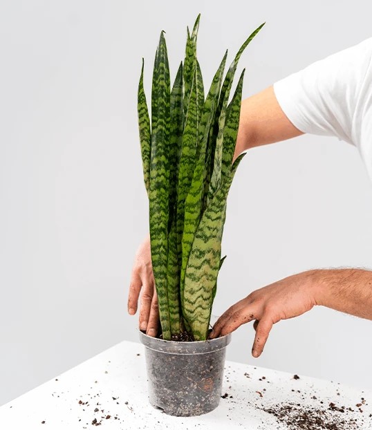 Jak przesadzić roślinę krok 4, obsypywanie korzeni świeżym podłożem Face Palm